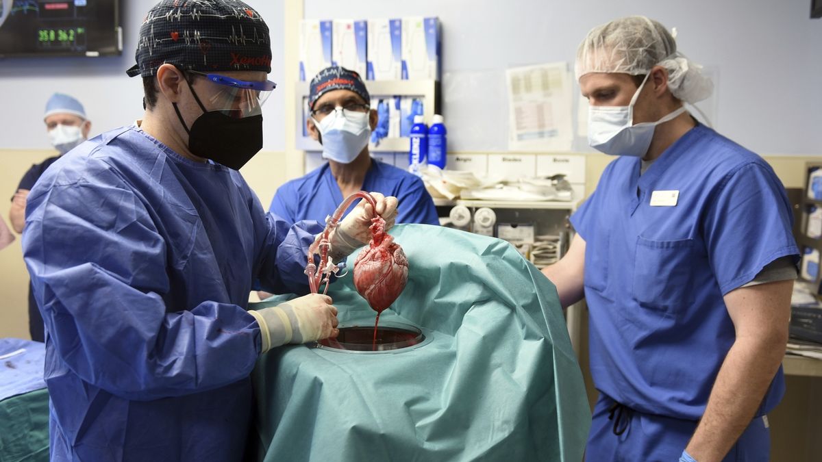 U muže, který zemřel po transplantaci prasečího srdce, našli zvířecí virus